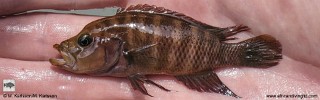 Neolamprologus obscurus 'Kambwimba'.jpg