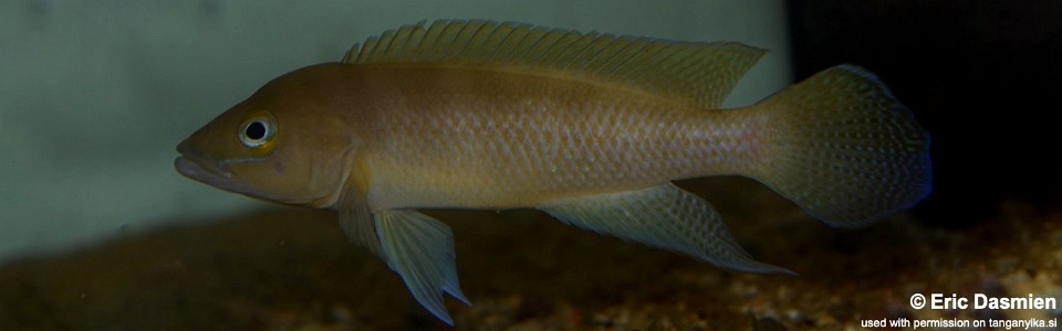 Neolamprologus pectoralis 'Kisongwa'<br><font color=gray>Neolamprologus sp. 'Kisongwa'</font> 