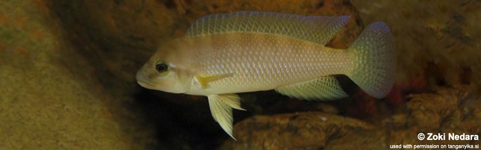 Neolamprologus cf. petricola 'Congo North' Bilila Island