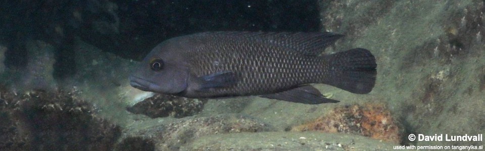 Neolamprologus cf. petricola 'Zambia' Cape Chaitika