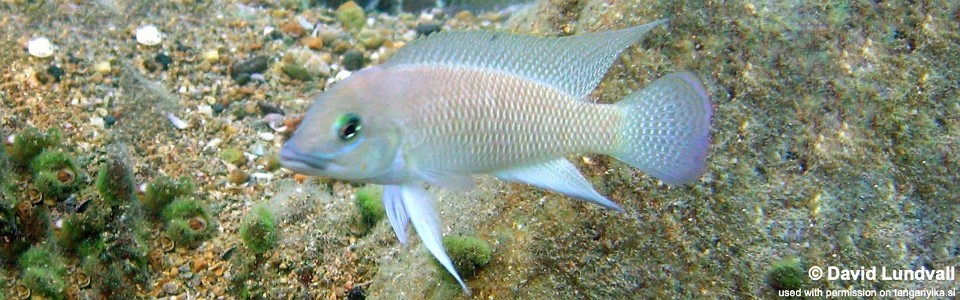 Neolamprologus cf. petricola 'Zambia' Cape Kapembwa