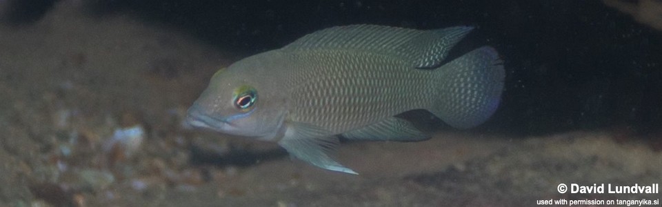 Neolamprologus cf. petricola 'Zambia' Mulyma