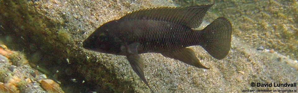 Neolamprologus cf. petricola 'Zambia' Tongwa