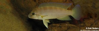 Neolamprologus cf. petricola 'Congo North' Bilila Island.jpg