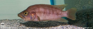 Neolamprologus prochilus 'Kambwimba'.jpg