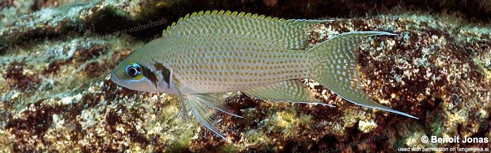 Neolamprologus pulcher 'Cape Mpimbwe'