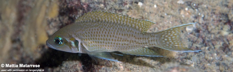 Neolamprologus pulcher 'Cape Nundo'