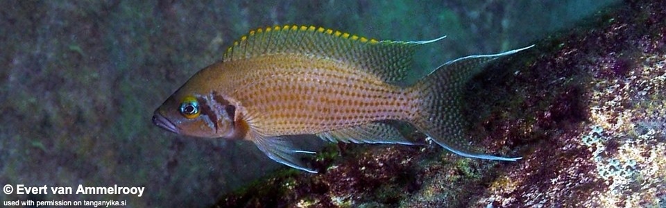 Neolamprologus pulcher 'Isanga'