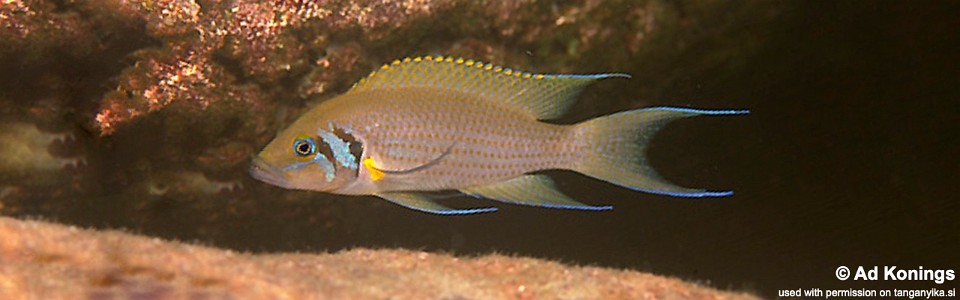 Neolamprologus pulcher 'Kafungi'