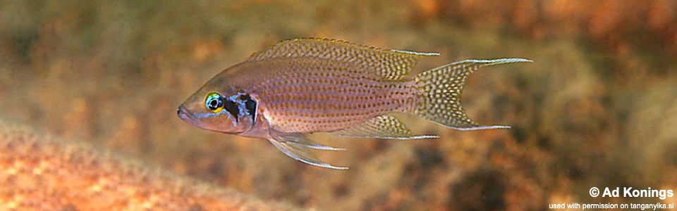 Neolamprologus pulcher 'Kalambo Lodge'