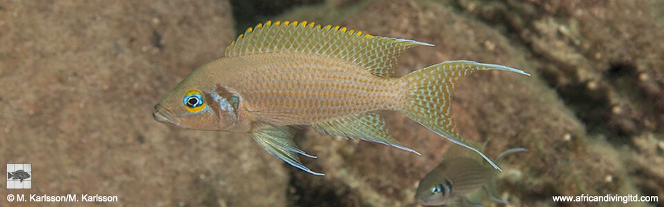 Neolamprologus pulcher 'Kalepa Island'