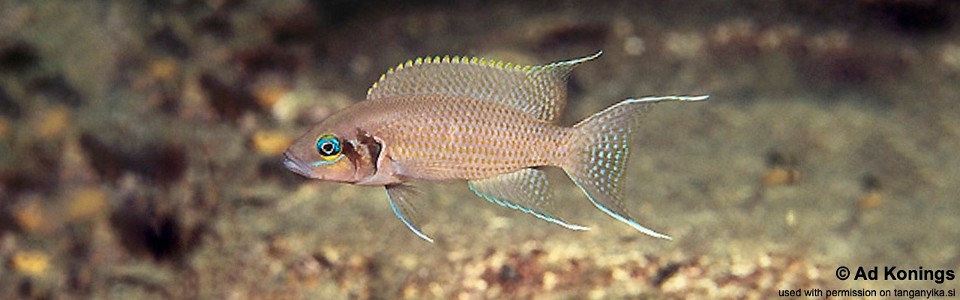 Neolamprologus pulcher 'Kalila'