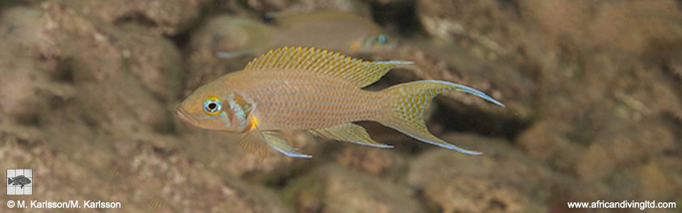 Neolamprologus pulcher 'Kalubale'