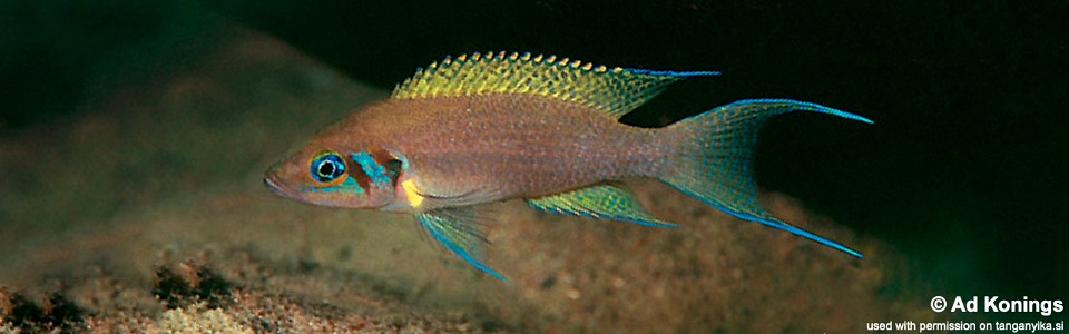 Neolamprologus pulcher 'Kambwimba'<br><font color=gray>Daffodil</font> 