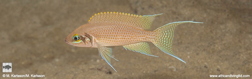 Neolamprologus pulcher 'Kansombo'