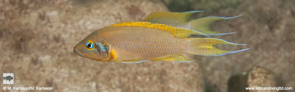 Neolamprologus pulcher 'Kantalamba'<br><font color=gray>Daffodil</font> 