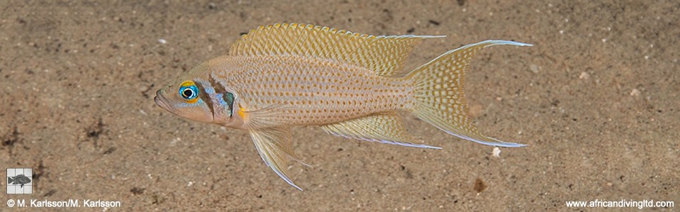 Neolamprologus pulcher 'Kapere'