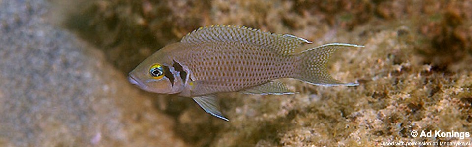 Neolamprologus pulcher 'Kasakalawe'