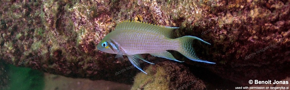 Neolamprologus pulcher 'Kasanga'