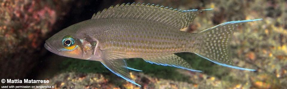 Neolamprologus pulcher 'Kaswente Bay'