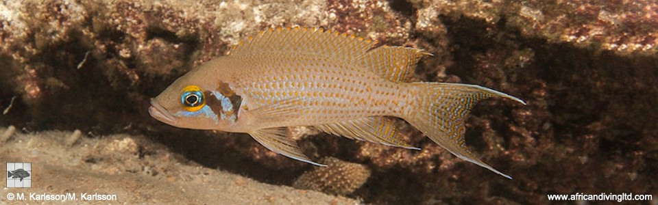 Neolamprologus pulcher 'Katondo Point'