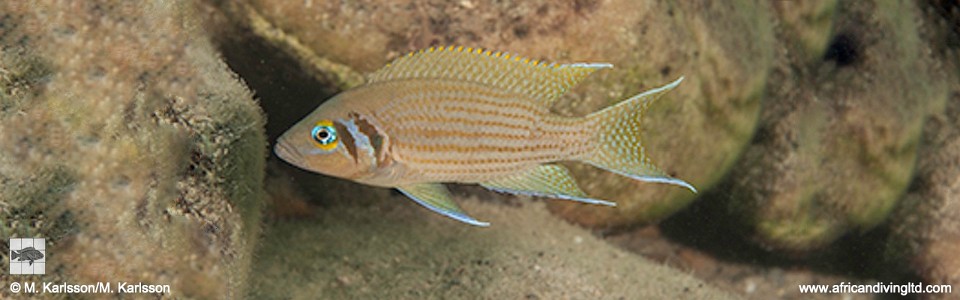 Neolamprologus pulcher 'Kazomba Point'