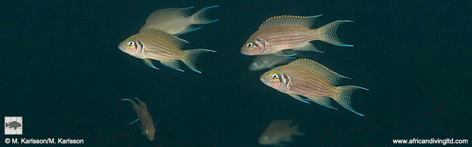 Neolamprologus pulcher 'Kisala Bay'