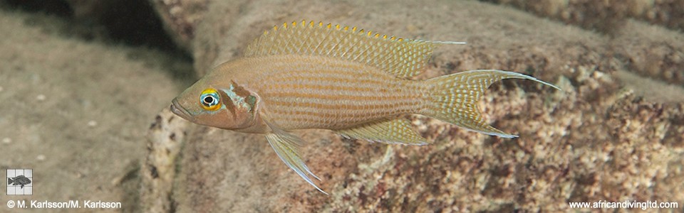 Neolamprologus pulcher 'Kitawe'