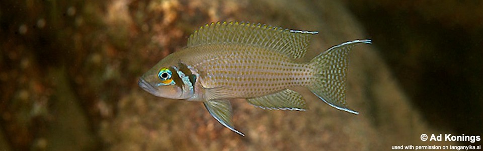 Neolamprologus pulcher 'Mbita Island'