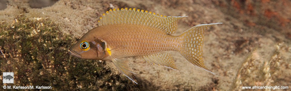 Neolamprologus pulcher 'Mpando Point'