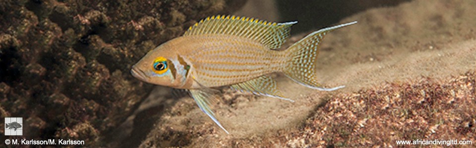 Neolamprologus pulcher 'Muzi'