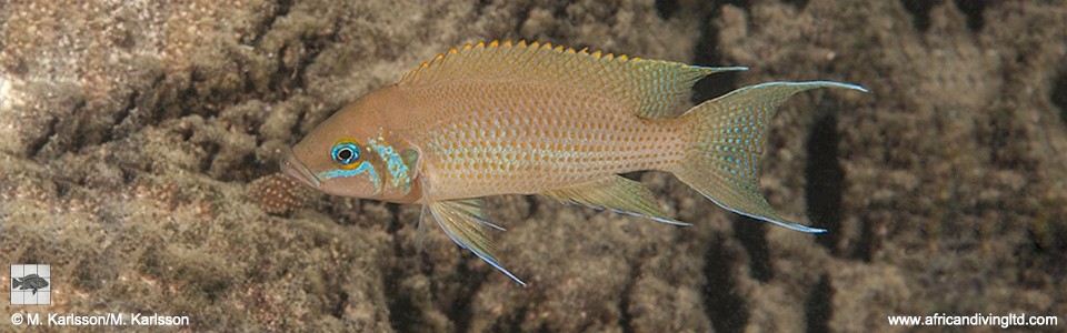 Neolamprologus pulcher 'Silaf Rocks'