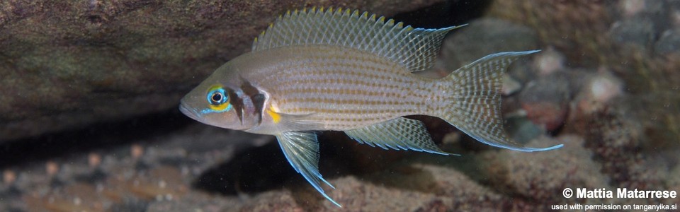 Neolamprologus pulcher 'Tongwa'