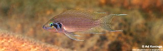 Neolamprologus pulcher 'Kalambo Lodge'.jpg