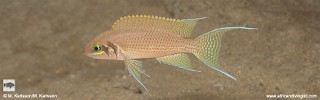 Neolamprologus pulcher 'Kansombo'.jpg