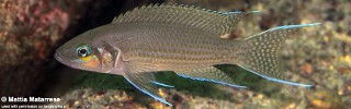 Neolamprologus pulcher 'Kaswente Bay'.jpg