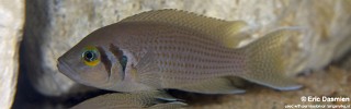 Neolamprologus pulcher 'Kombe'.jpg