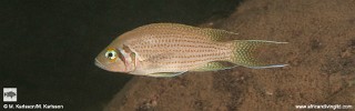 Neolamprologus pulcher 'Lamvya Bay'.jpg