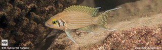 Neolamprologus pulcher 'Muzi'.jpg