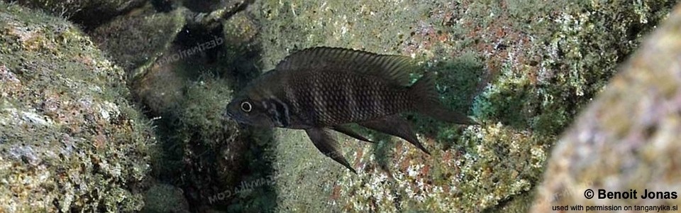 Neolamprologus savoryi 'Bulu Point'