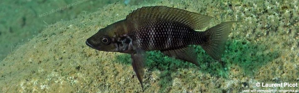 Neolamprologus savoryi 'Cape Kabogo'