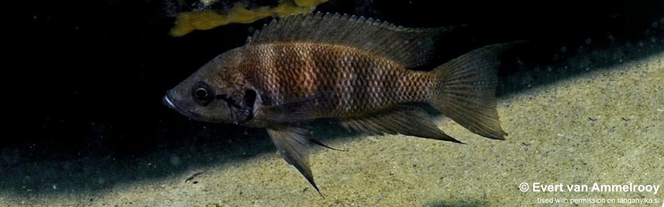 Neolamprologus savoryi 'Isanga'