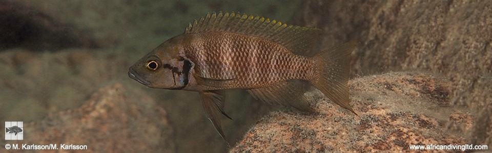 Neolamprologus savoryi 'Kambwimba'