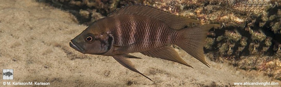 Neolamprologus savoryi 'Kapere'