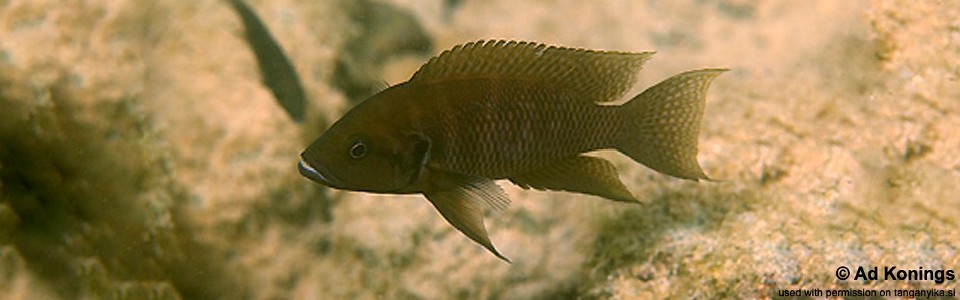 Neolamprologus savoryi 'Kasakalawe'