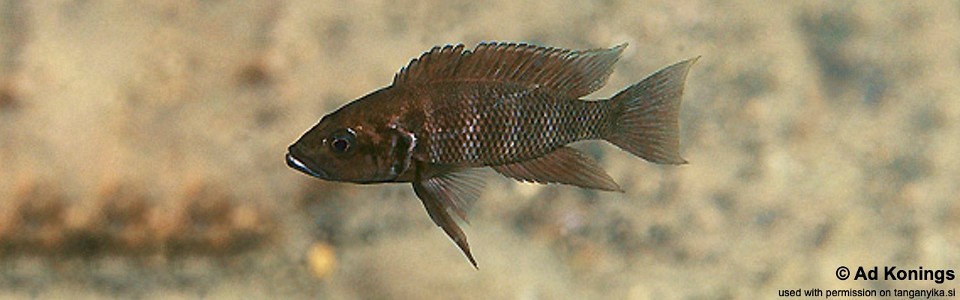 Neolamprologus savoryi 'Kekese'