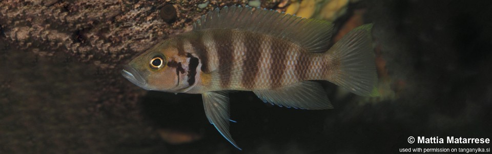 Neolamprologus savoryi 'Lufungu Bay'