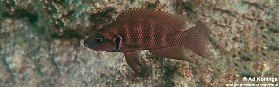 Neolamprologus savoryi 'Magara'