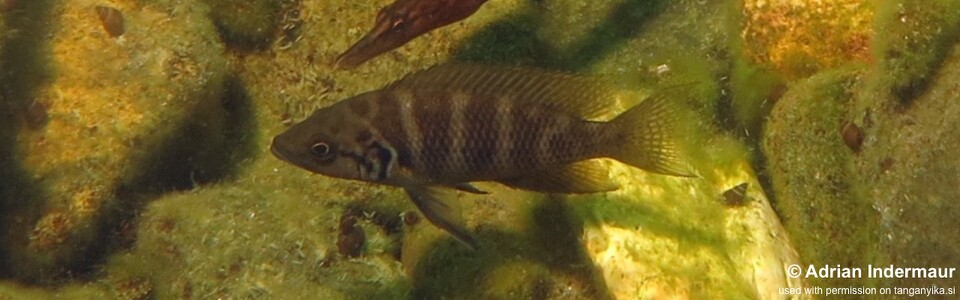 Neolamprologus savoryi 'Mutondwe (Crocodile) Island, Mwina Point'