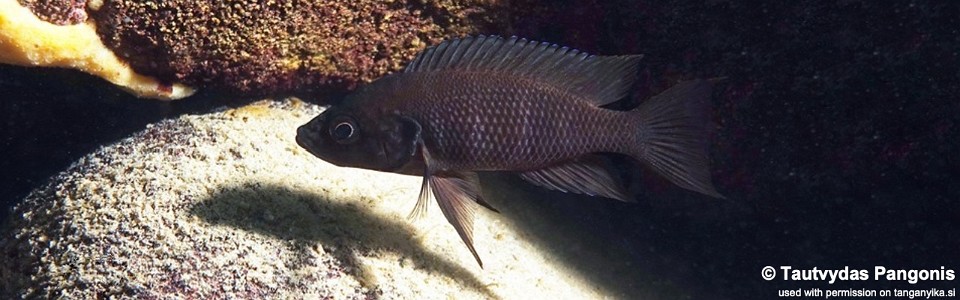 Neolamprologus savoryi 'Muzi'